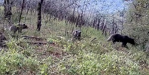 مشاهده خرس قهوه‌ای مادر به همراه دو توله در گیلان به همراه فیلم
