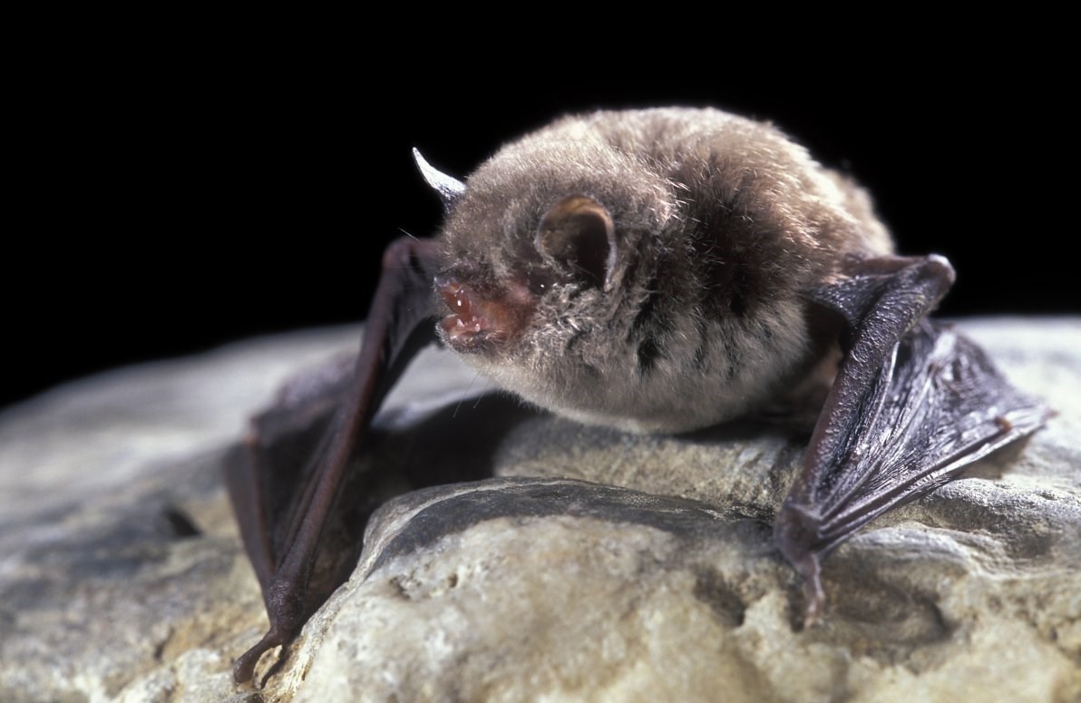  انقراض "خفاش‌ها" و افزایش سرسام‌آور "پشه‌ها"!
