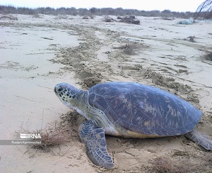 سواحل زیبای مکران زیستگاه امن لاک‌پشت‌های سبز دریایی/ همراه فیلم